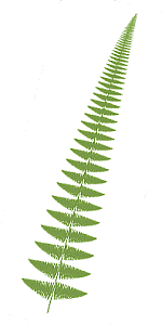 A fishbone fern